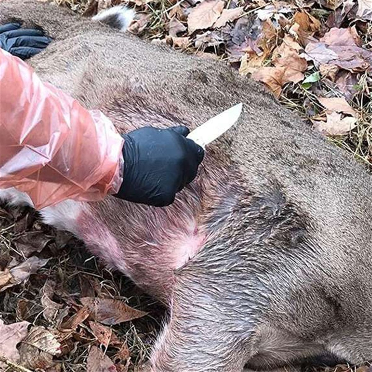 Outdoor Hunting Gloves - ถุงมือสำหรับชำแหละกวางขายดีอันดับต้นๆ สำหรับการล่าสัตว์ - ถุงมือสำหรับชำแหละเนื้อสัตว์แบบยาวและสั้น ชุดถุงมือคอมโบสำหรับกิจกรรมกลางแจ้ง