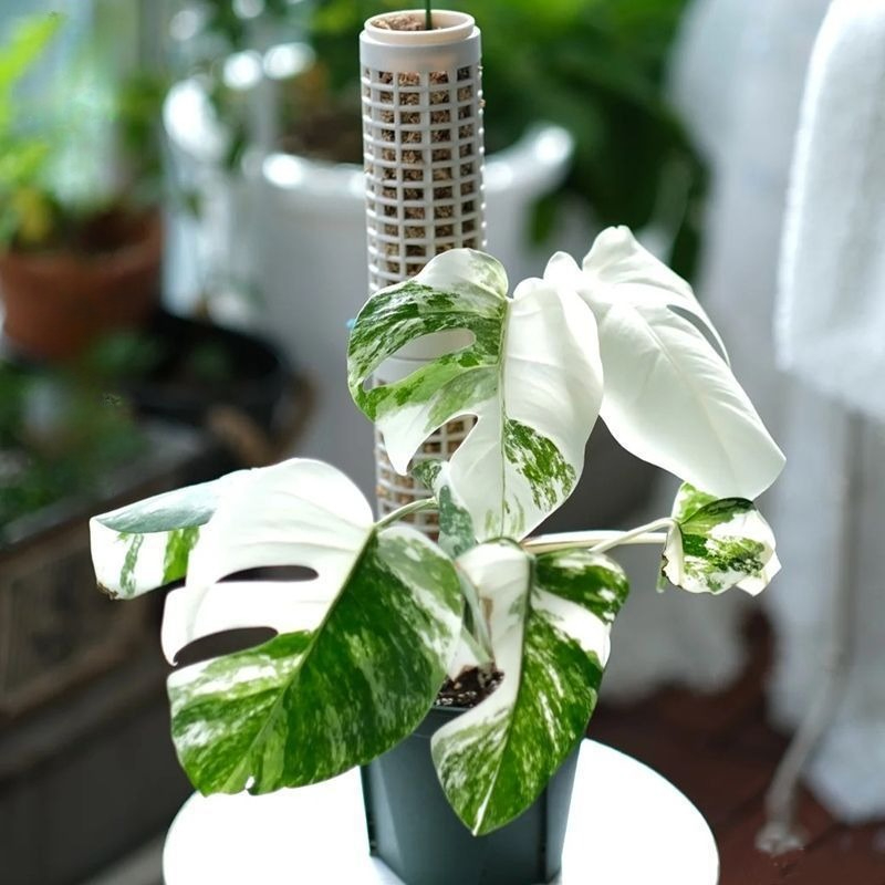 เสาพลาสติกสำหรับปลูกมอส 3 ชิ้น - Tree Stand Ladder บทวิจารณ์และราคา